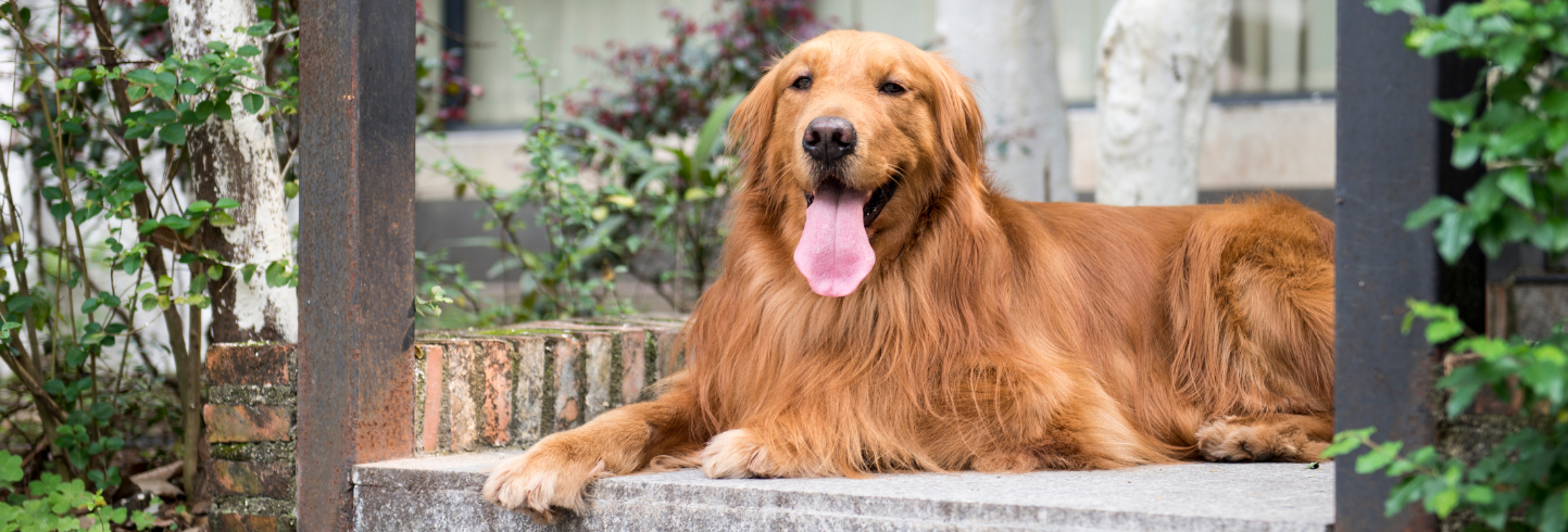 veterinarians Waller