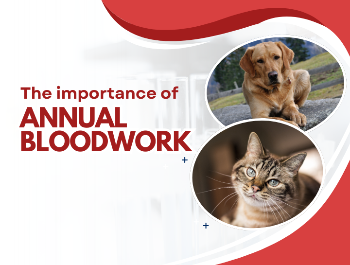 Why Annual Bloodwork is Essential for Your Pet’s Health
