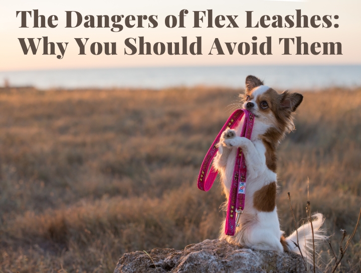 The Dangers of Flex Leashes: Why You Should Avoid Them