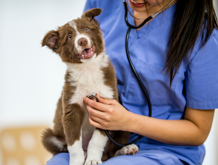 veterinarians Waller