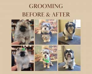 Grooming 1